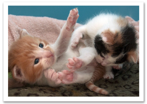 Tumbling Kittens R Olson.jpg